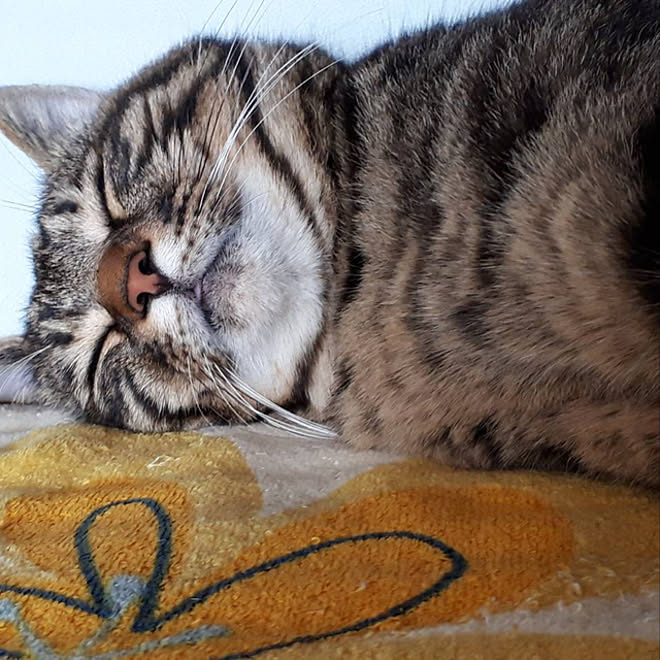 飼い猫 おはぎ 部屋全体のインテリア実例 09 18 05 40 23 Roomclip ルームクリップ