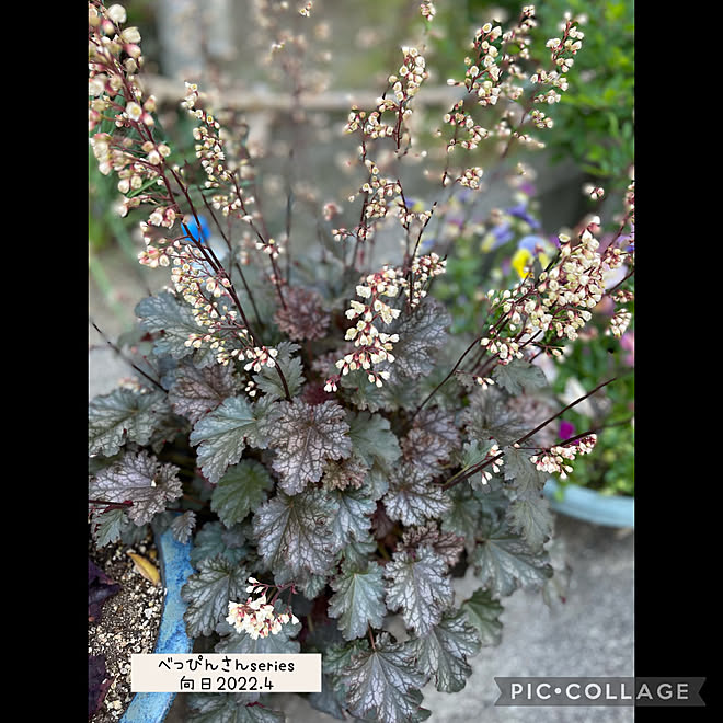 ヒューケラべっぴんさん向日 ヒューケラ大好き 春 逢 植物のある暮らし などのインテリア実例 22 05 04 06 26 19 Roomclip ルームクリップ