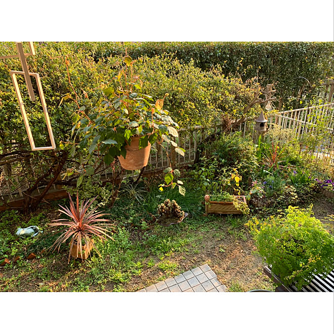 わくわく 緑 ガーデニング 小さな庭気持ちは広い庭 団地ライフ などのインテリア実例 19 04 06 12 15 13 Roomclip ルームクリップ