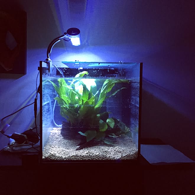 棚 水槽 アクアリウム おしゃれ 男前 などのインテリア実例 2017