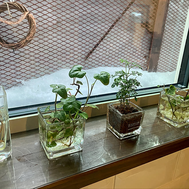 無印良品の観葉植物 ハイドロカルチャー シマトネリコ 雪ほたる へデラ などのインテリア実例 22 03 05 07 04 00 Roomclip ルームクリップ