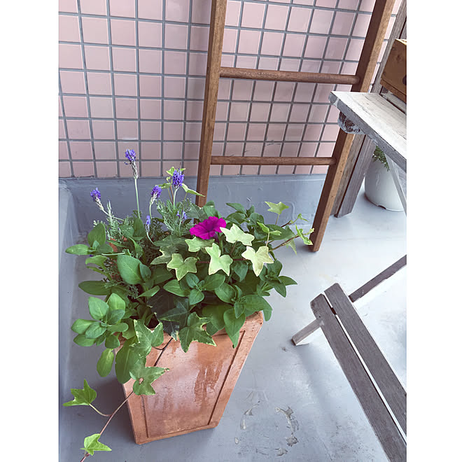 Coop 日比谷花壇頒布会 日比谷花壇 コープ ニトリ ラダー などのインテリア実例 05 04 19 34 42 Roomclip ルームクリップ