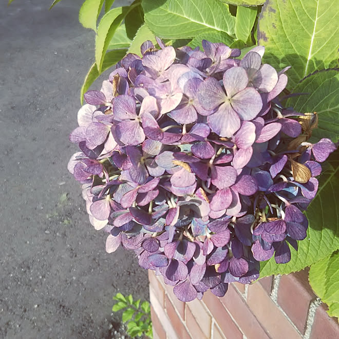 晴天 秋の気配 紫陽花のインテリア実例 09 30 08 06 52 Roomclip ルームクリップ