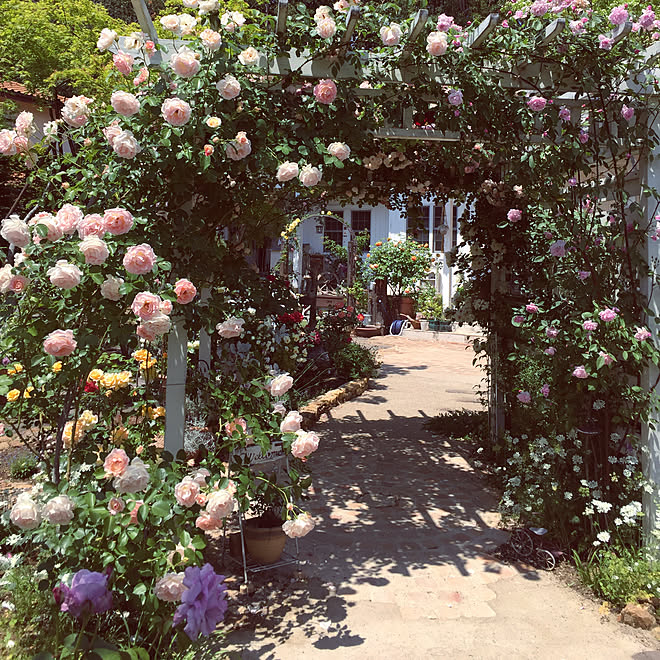 実家 母は私のガーデニング師匠 バラ ガーデニング お庭 などのインテリア実例 19 05 19 10 38 07 Roomclip ルームクリップ