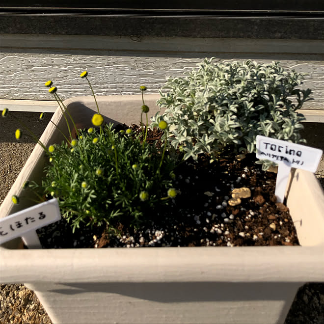 部屋全体 平田ナセリー ナフコ 花壇diy 緑のある暮らし などのインテリア実例 19 03 18 14 42 Roomclip ルームクリップ