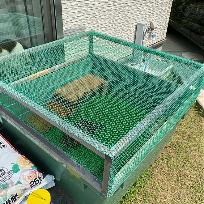 亀/爬虫類のいる暮らし/庭/水槽/玄関/入り口のインテリア実例 20200809 135242 ｜ RoomClip（ルームクリップ）