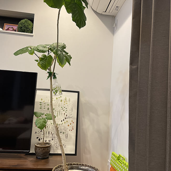 絵画 テレビ横の植物枯れる 挿木 ウンベラータ 観葉植物 などのインテリア実例 22 04 21 37 55 Roomclip ルームクリップ