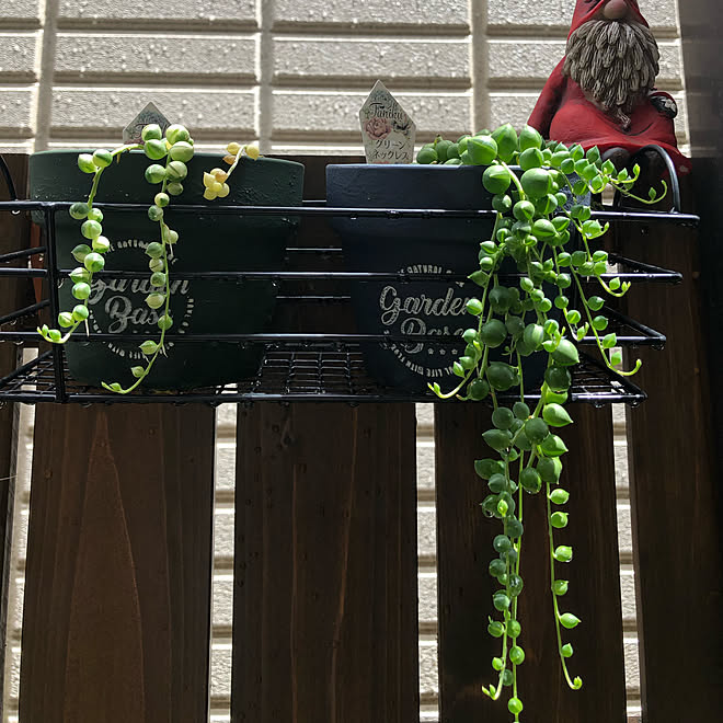 成長記録 斑入りグリーンネックレス グリーンネックレス ハンギンググリーン グリーンのある暮らし などのインテリア実例 21 07 05 17 06 52 Roomclip ルームクリップ