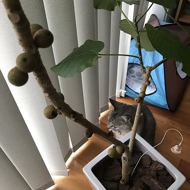 非アクティブ 狭い 嫌がる 猫 観葉植物 ウンベラータ Souhakamata Jp