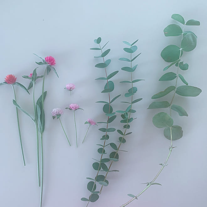 ユーカリ ドライフラワー 千日紅 玄関 入り口のインテリア実例 21 07 12 16 04 Roomclip ルームクリップ