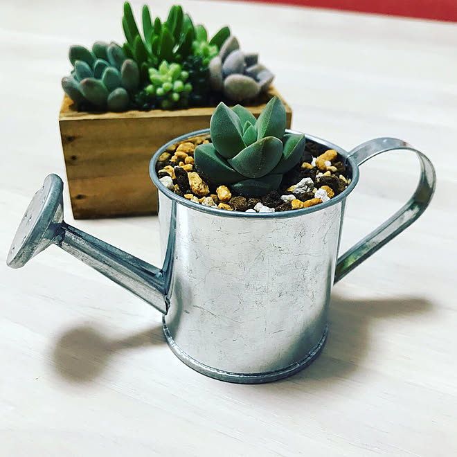 画像をダウンロード コーナン 多肉 植物 1348 コーナン ちょっぴりレアな 多肉 植物 19