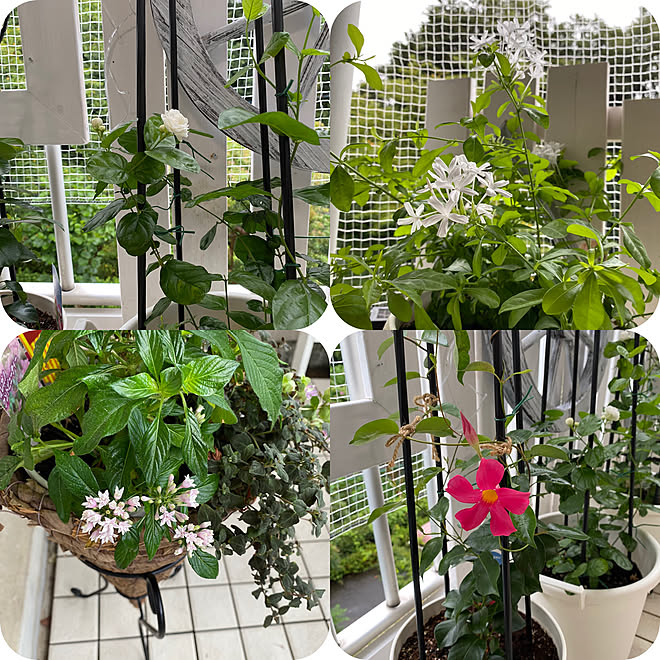 コバノランタナの白 バラ咲き香りジャスミン 素敵な出会いに感謝 団地 Diy 無言のイイネすみません などのインテリア実例 21 08 13 16 23 40 Roomclip ルームクリップ