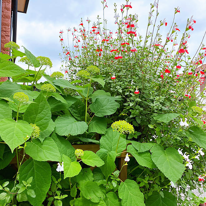 アナベル チェリーセージ ガーデニング 玄関 入り口のインテリア実例 06 01 06 25 44 Roomclip ルームクリップ