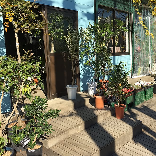 玄関 入り口 観葉植物専門店 Diy お店は全て手作り 観葉植物 などのインテリア実例 17 01 24 22 41 38 Roomclip ルームクリップ
