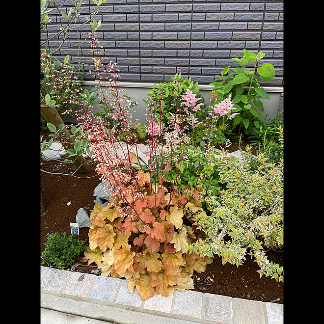 ヒューケラの花 アスチルベ 植物のある暮らし マイガーデン 玄関 入り口のインテリア実例 21 05 21 07 34 55 Roomclip ルームクリップ