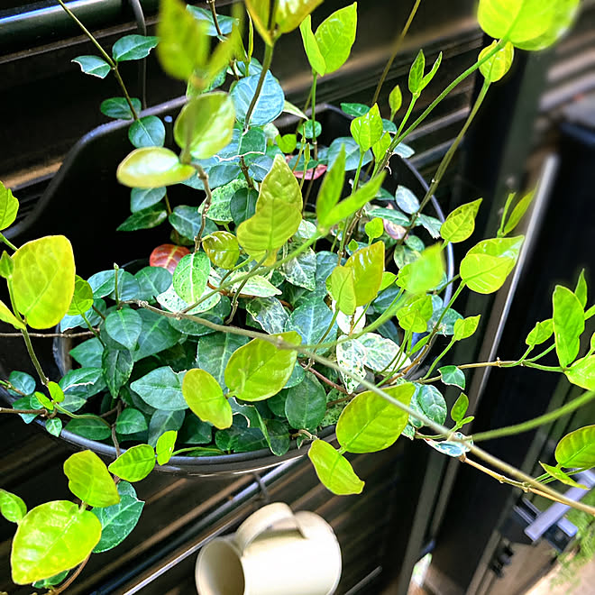 ガーデン雑貨 鉢植え ハツユキカズラ 裏フェンス 植物のある暮らし などのインテリア実例 21 04 09 11 04 39 Roomclip ルームクリップ