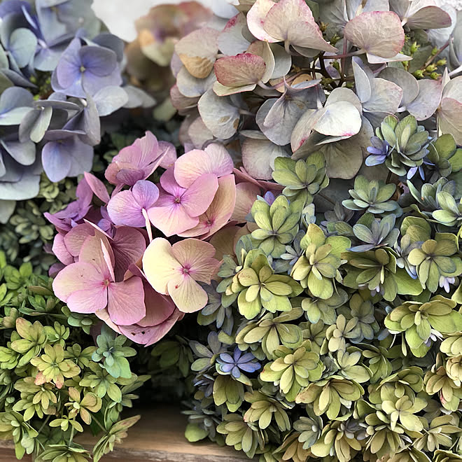 玄関 入り口 秋色紫陽花 庭 ガーデニング 花のある風景 などのインテリア実例 18 07 11 55 30 Roomclip ルームクリップ