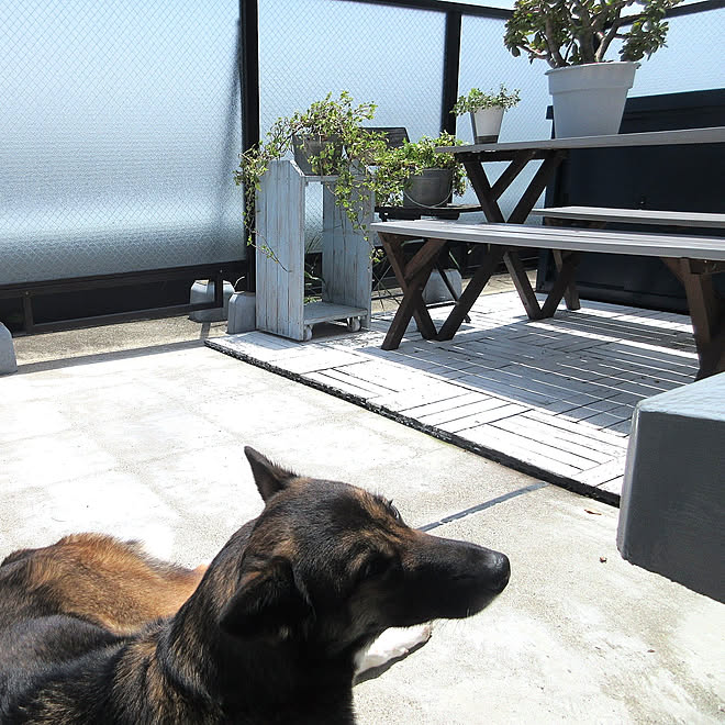 ルーフバルコニー 犬のいる暮らし 犬と暮らす マンション Diy などのインテリア実例 05 23 12 32 15 Roomclip ルームクリップ