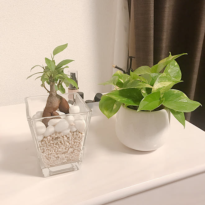 観葉植物 ハイドロカルチャー 棚のインテリア実例 19 04 06 22 41 55 Roomclip ルームクリップ