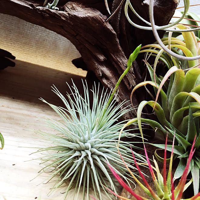 棚/tillandsia/s-Tillandsia/エアープランツ/チランジア...などのインテリア実例 - 2016-03-09 15:23:51
