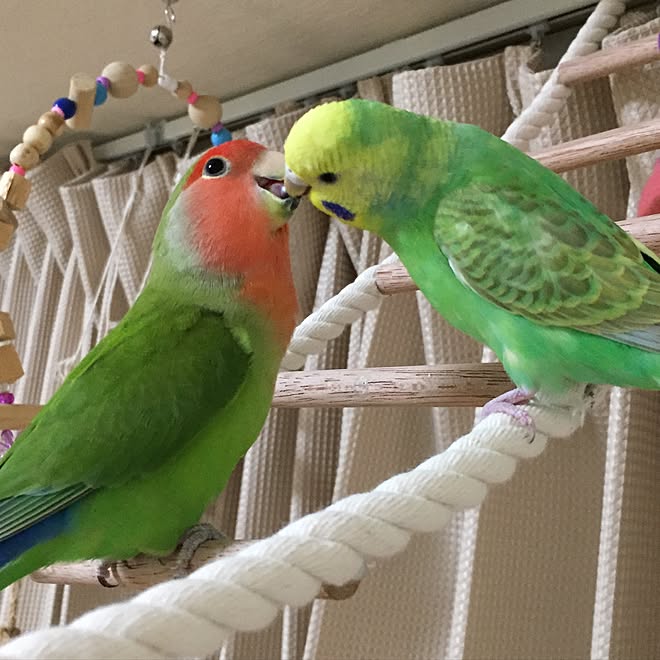 リビング ダイソー 鳥 インコ 鳥部 などのインテリア実例 17 06 02 21 33 31 Roomclip ルームクリップ
