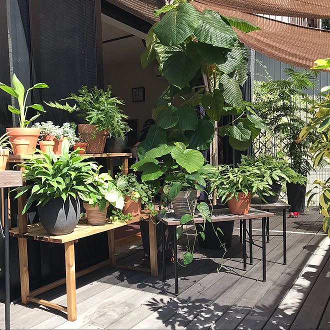 木が好き 庭のある暮らし 観葉植物 ウッドデッキ No Green No Life などのインテリア実例 10 07 11 53 22 Roomclip ルームクリップ 木が好き 庭のある暮らし 観葉植物 ウッドデッキ No Green No Life などのインテリア実例 10 07 11 53 22 Roomclip ルームクリップ