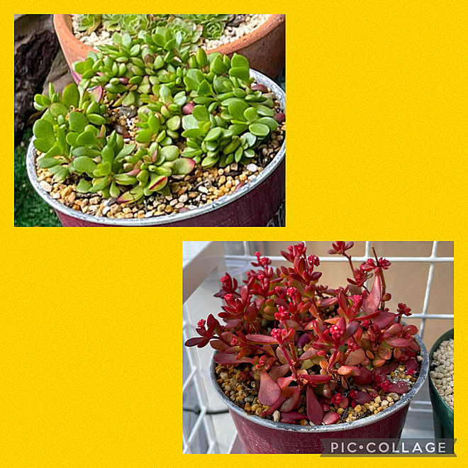 白い花早く見たいです 真っ赤 紅稚児 多肉植物 なかなか訪問できずにスミマセン などのインテリア実例 22 02 05 10 55 16 Roomclip ルームクリップ 白い花早く見たいです 真っ赤 紅稚児 多肉植物 なかなか訪問できずにスミマセン などのインテリア実例 22 02 05 10 55 16 Roomclip ルームクリップ