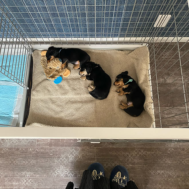 ドッグルームサークル ペティオ いぬと暮らす ケージ 犬 などのインテリア実例 21 06 02 17 12 10 Roomclip ルームクリップ