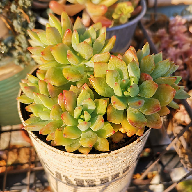玄関 入り口 多肉ちゃん 多肉植物が好き 多肉植物のある暮らし 多肉植物 などのインテリア実例 04 29 32 40 Roomclip ルームクリップ
