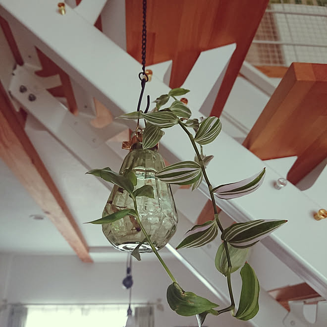 ハンギングオーナメントベースゴード シナリー トラディスカンティアラベンダー 観葉植物のある暮らし 観葉植物水耕栽培 などのインテリア実例 22 08 14 21 27 Roomclip ルームクリップ