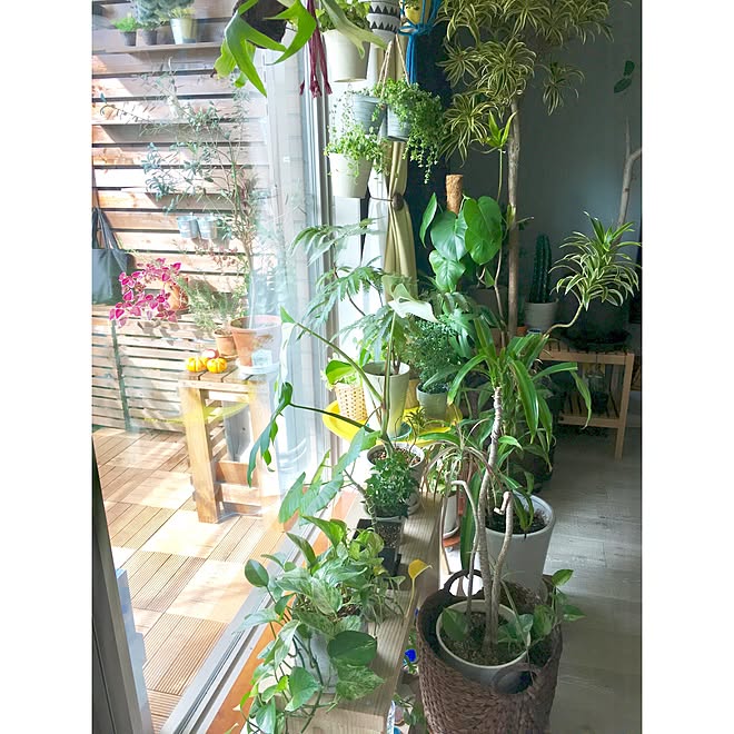 玄関 入り口 マンション暮らし 観葉植物 壁紙屋本舗 北欧 などのインテリア実例 16 11 27 12 32 38 Roomclip ルームクリップ 玄関 入り口 マンション暮らし 観葉植物 壁紙屋本舗 北欧 などのインテリア実例 16 11 27 12 32 38 Roomclip ルームクリップ