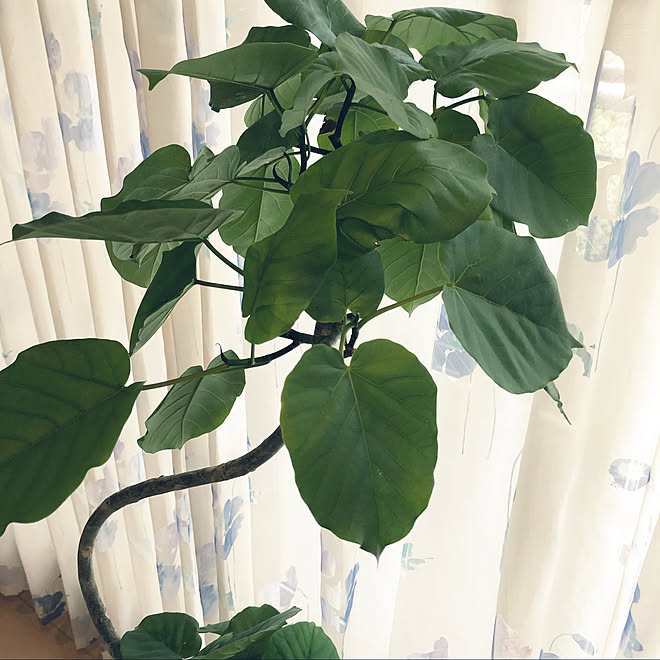 花柄カーテン 観葉植物のある暮らし ウンベラータ成長中 ウンベラータ シャビーシック などのインテリア実例 10 17 16 34 48 Roomclip ルームクリップ 花柄カーテン 観葉植物のある暮らし ウンベラータ成長中 ウンベラータ シャビーシック などのインテリア実例 10 17 16 34 48 Roomclip ルームクリップ