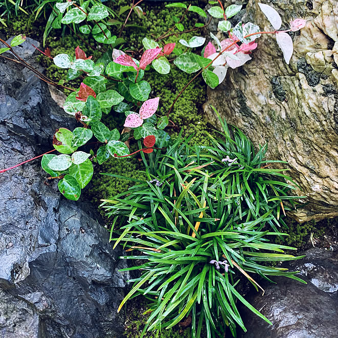 タマリュウの花 坪庭 苔庭 ハツユキカヅラ ジャノヒゲ などのインテリア実例 21 07 15 05 33 00 Roomclip ルームクリップ