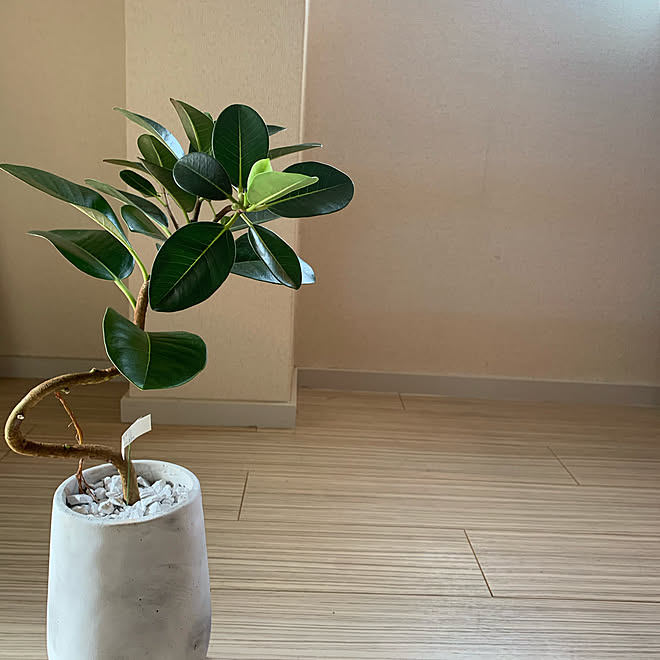 フランスゴムの木 一人暮らし リノベーション 観葉植物 リビングのインテリア実例 19 12 28 03 02 08 Roomclip ルームクリップ フランスゴムの木 一人暮らし リノベーション 観葉植物 リビングのインテリア実例 19 12 28 03 02 08 Roomclip ルームクリップ