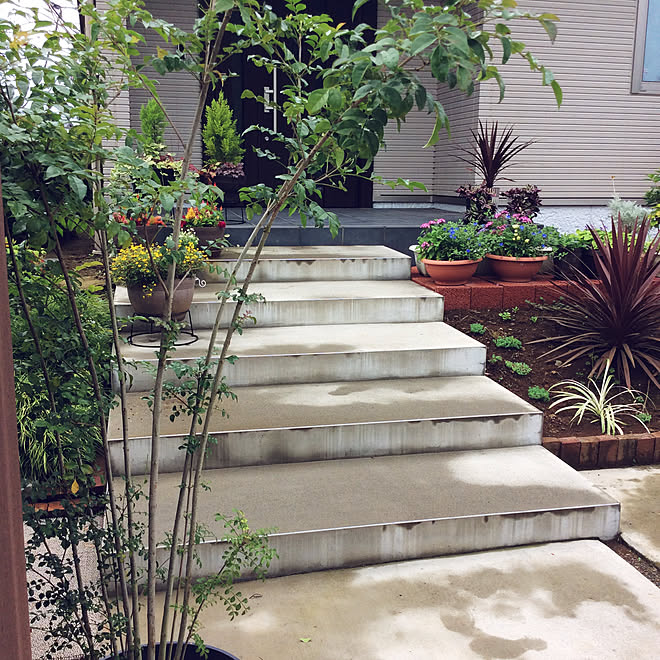 寄せ植え シマトネリコ モニター応募投稿 平屋 植物のある暮らし などのインテリア実例 07 26 11 31 33 Roomclip ルームクリップ