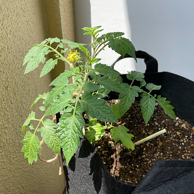 ベランダー 西向きベランダ菜園 ミニトマトアイコ ミニトマト栽培中 ベランダ菜園計画 などのインテリア実例 21 05 09 21 32 58 Roomclip ルームクリップ