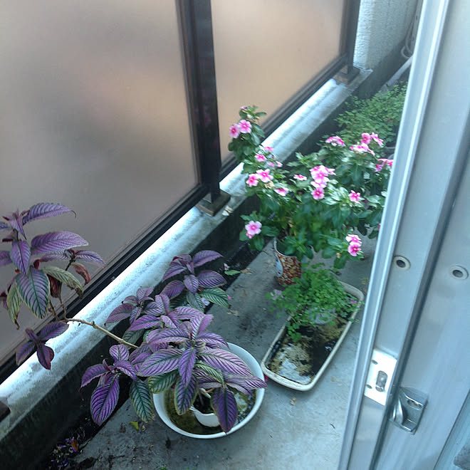 部屋全体/ゴミ屋敷のインテリア実例 - 2019-11-17 14:09:08