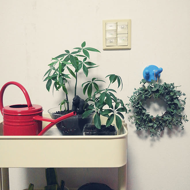 壁 天井 成長中 記録 ユーカリ グニー などのインテリア実例 18 08 03 21 56 51 Roomclip ルームクリップ