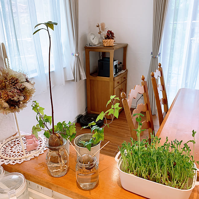 豆苗成長中 キッチンカウンター アボカド水栽培 棚のインテリア実例 21 06 28 19 19 Roomclip ルームクリップ