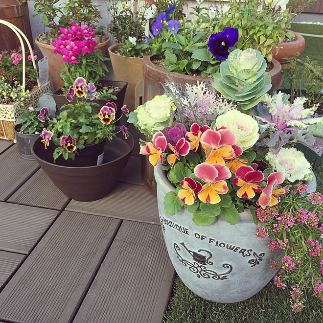 連投すみません お花大好き 可愛い鉢 パンジー寄せ植え 葉牡丹 などのインテリア実例 18 11 23 13 21 01 Roomclip ルームクリップ