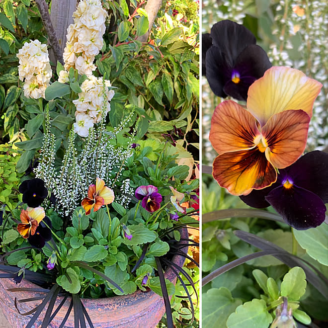 ベルベットの質感の黒ビオラ Gardeningnが好き Rcの出会いに感謝 ｒｃの出会いに感謝 No Green No Life などのインテリア実例 10 25 29 04 Roomclip ルームクリップ