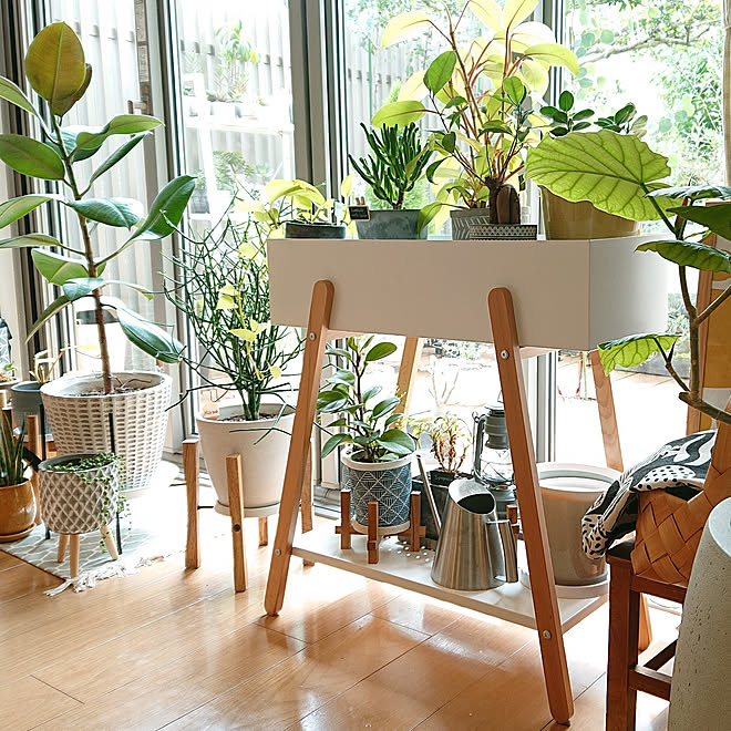 リビング 観葉植物のある暮らし ガーデニング おうち時間 グリーンのある暮らし などのインテリア実例 22 08 26 15 32 13 Roomclip ルームクリップ