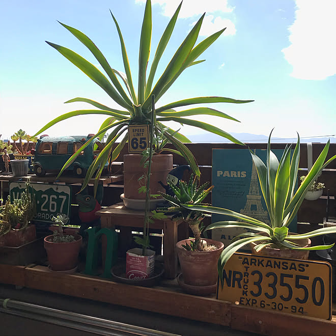 玄関 入り口 ベランダガーデン アガベ 多肉植物 ガーデニング などのインテリア実例 18 10 19 09 39 54 Roomclip ルームクリップ