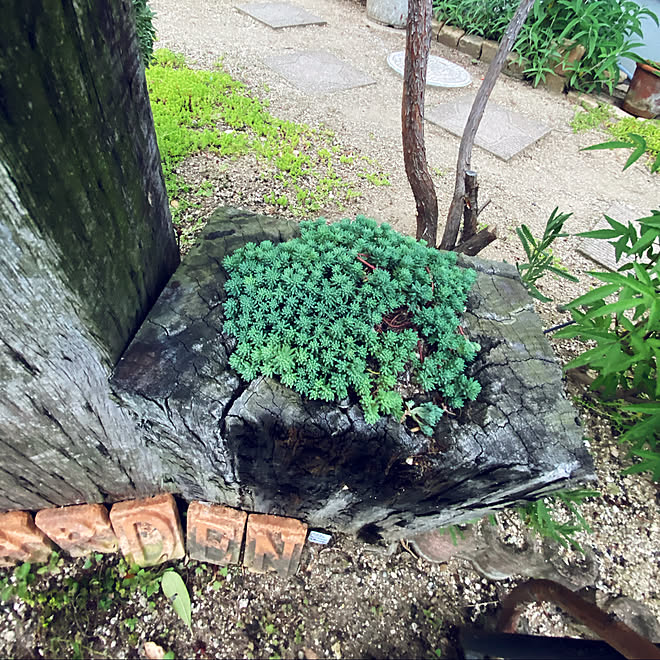 お庭づくり アメリカンハウス 馴染むデザイン 庭はdiy 多肉植物のある暮らし などのインテリア実例 21 05 04 22 52 21 Roomclip ルームクリップ