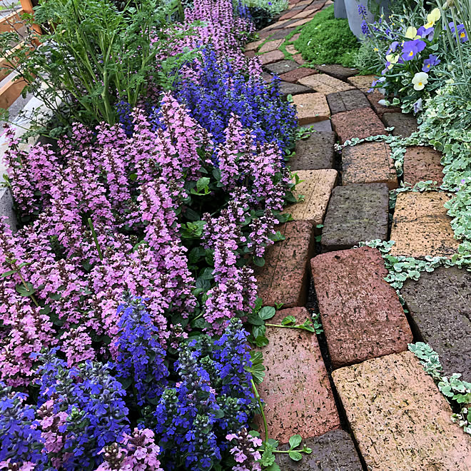 植物のある暮らし 満開 オルラヤ 庭の花 手作りの庭 などのインテリア実例 21 04 02 12 43 33 Roomclip ルームクリップ