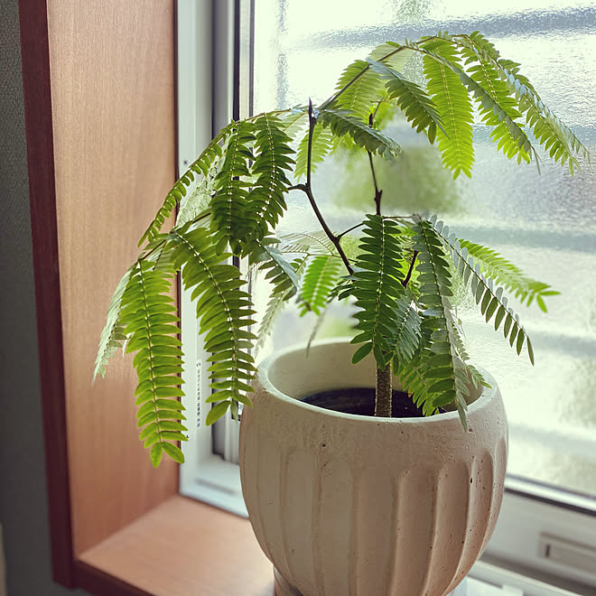 葉根茶は ね ちゃ 国立 エバーフレッシュ 観葉植物 風水 などのインテリア実例 21 04 25 13 23 36 Roomclip ルームクリップ