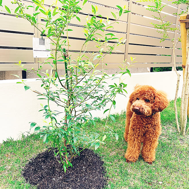 ピンクレモネード ブルーベリー栽培 植える楽しみ ブルーベリーの木 おうち時間を楽しむ などのインテリア実例 21 05 31 21 53 Roomclip ルームクリップ