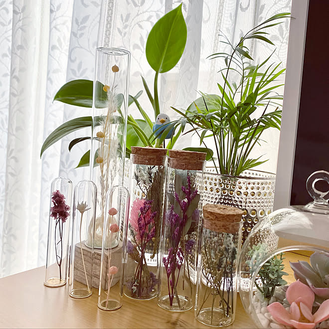 苔玉観葉植物 Francfranc造花 Seria ナチュラルキッチンのドライフラワー ナチュラルキッチンの小瓶 などのインテリア実例 22 03 27 10 01 55 Roomclip ルームクリップ