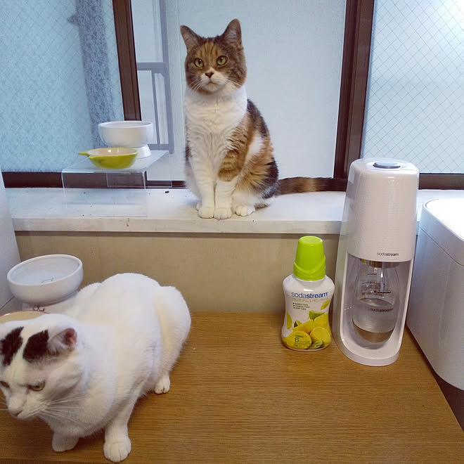 キッチン/マンチカン中足/三毛猫/猫のゆずさん/猫と暮らす。などの 