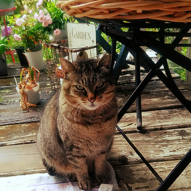 部屋全体 地域猫 にゃーちゃん 平成最後のpicのインテリア実例 19 04 30 13 41 16 Roomclip ルームクリップ